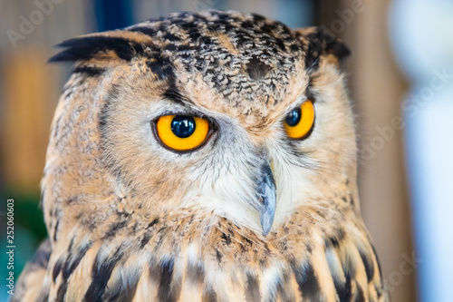 Tableau sur toile Beautiful Owl close up. Owl eyes. Background