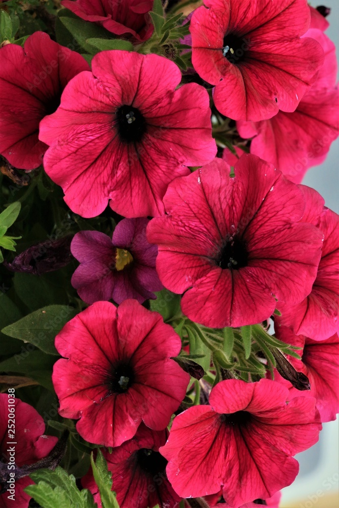 Red Flowers Red Flowers