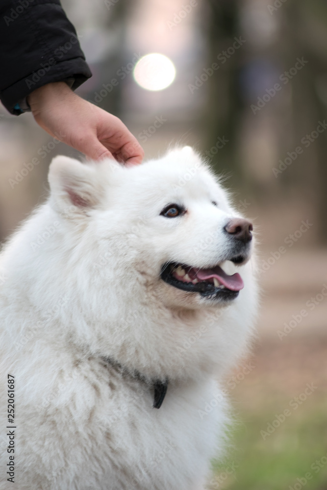 Beautiful Samoyed dog is walking with owner. Handsome man is playing with his cute dog Beautiful Samoyed dog is walking with owner. Handsome man is playing with his cute dog