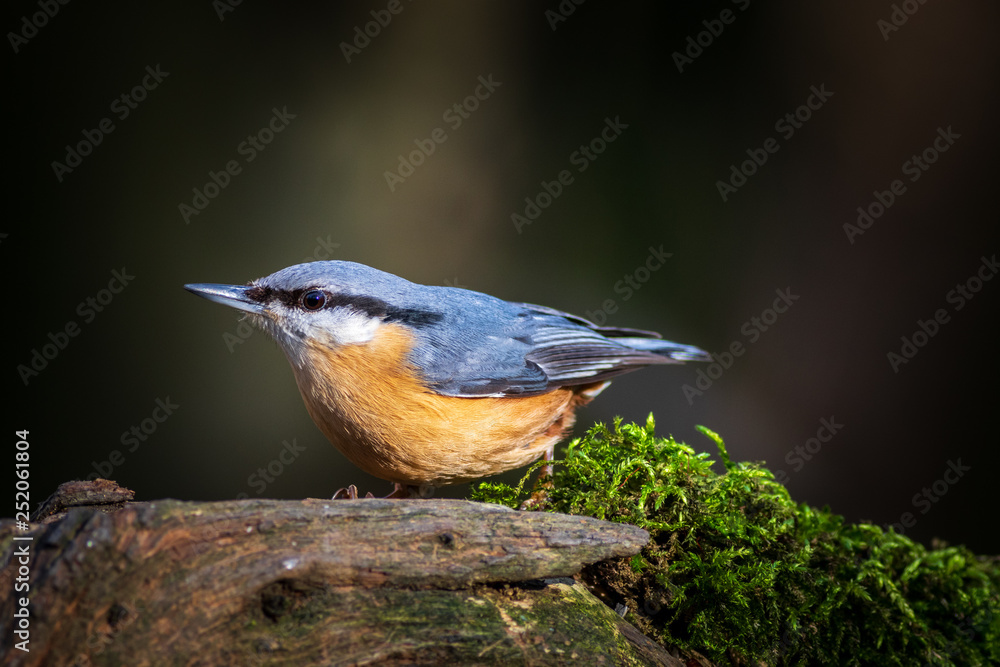Fototapeta premium Nuthatch (Sitta europaea)
