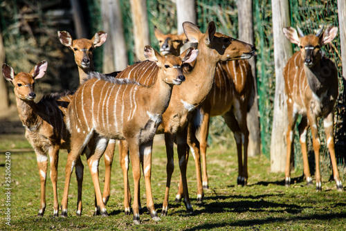 Female antelope of Lowland nyala(Tragelaphus angasii)