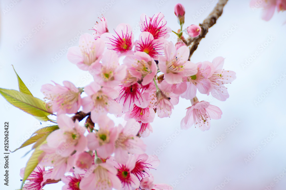 Cherry blossom flowers , sakura flowers on nature background.