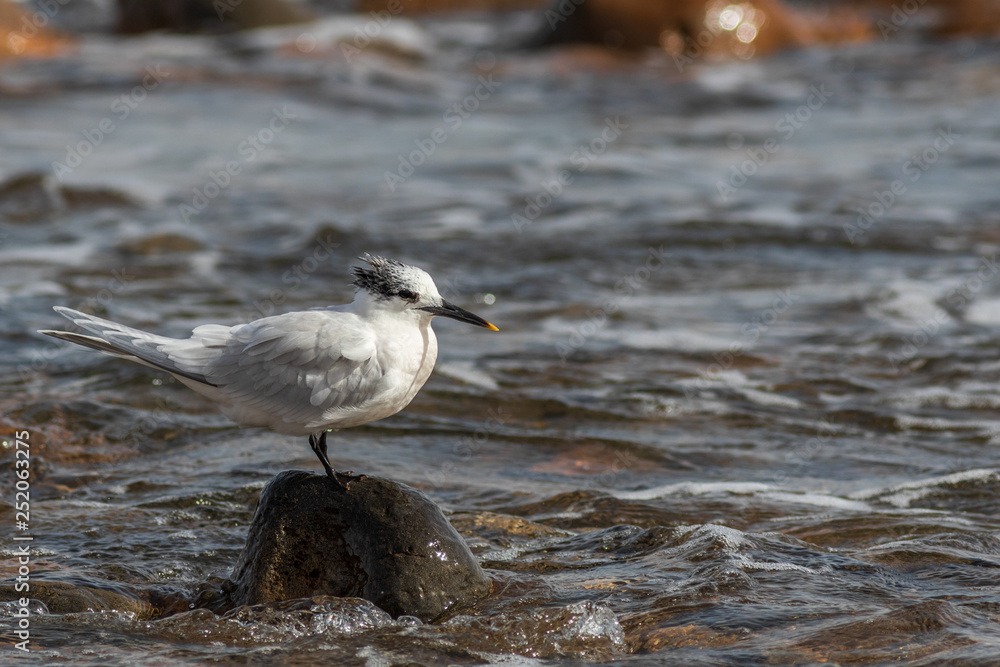 Sandwich tern (Thalasseus sandvicensis) Sandwich tern (Thalasseus sandvicensis)