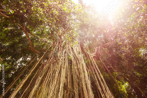 Long trailing aerial or adventitious roots on tree