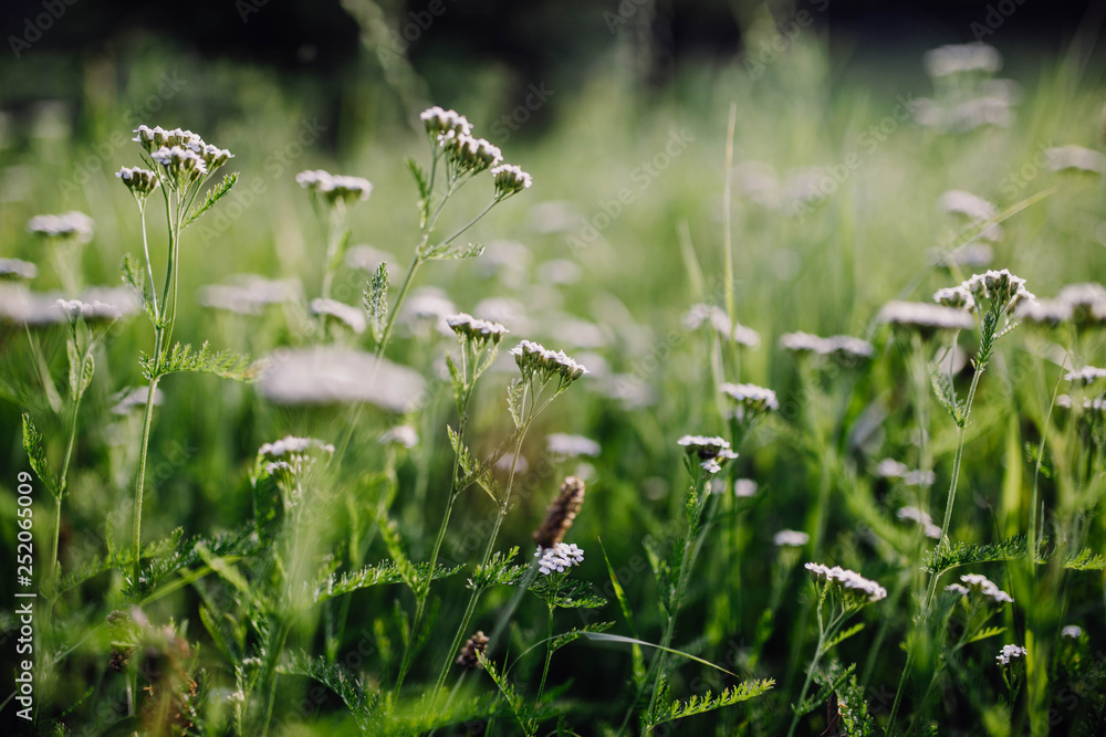 Wildblumenwiese Natur Hintergrundbild Wildblumenwiese Natur Hintergrundbild