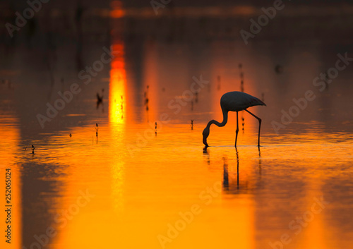 Greater Flamingos at Arad bay during sunset, Bahrain