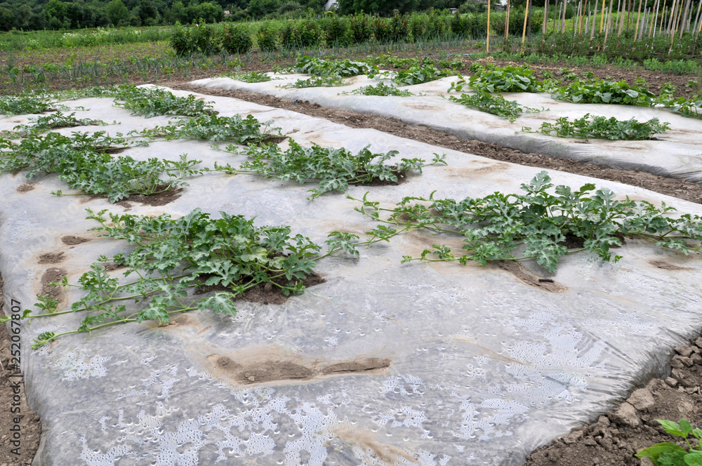 Cultivation of watermelons and melons under the film in the open ground