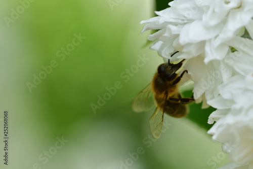 Bee flying and collecting fine dust from blossom flower 