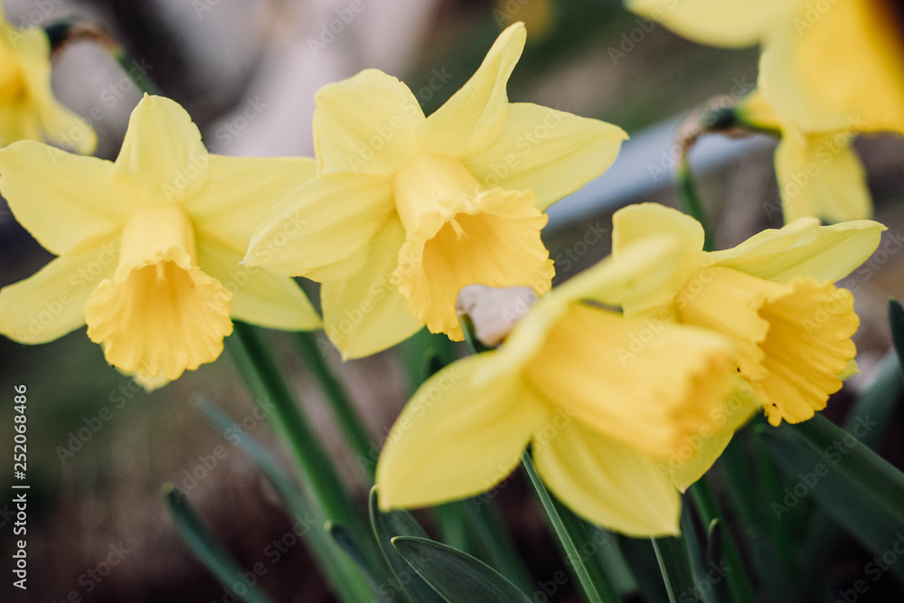 Obraz premium Osterglocken, Narzissen blühen im Frühlingsgarten