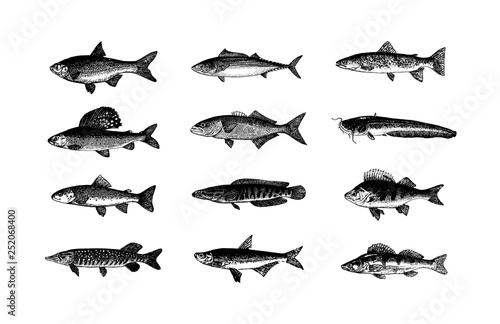 Vector hand drawn Fishes sketch illustration on white background photo