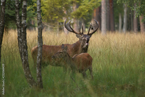 Fototapeta Naklejka Na Ścianę i Meble -  jeleń szlachetny byk