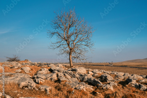 Ingleborough is the second-highest mountain in the Yorkshire Dales.[1] It is one of the Yorkshire Three Peaks (the other two being Whernside and Pen-y-ghent). photo