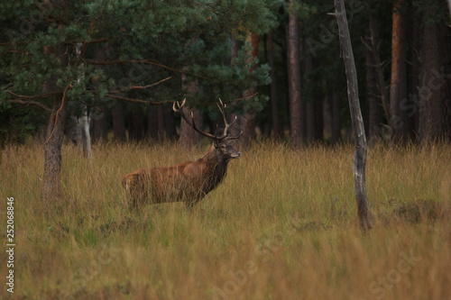 Fototapeta Naklejka Na Ścianę i Meble -  jeleń szlachetny byk
