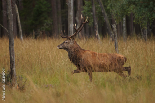 Fototapeta Naklejka Na Ścianę i Meble -  jeleń szlachetny byk