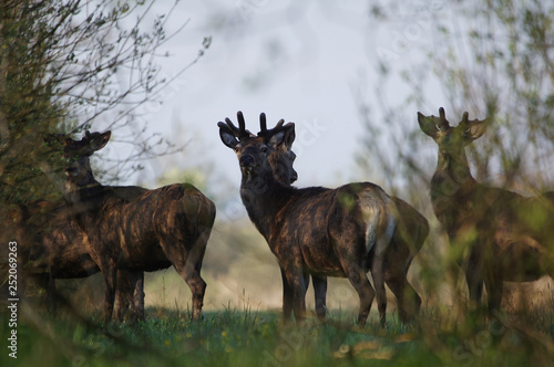 Fototapeta Naklejka Na Ścianę i Meble -  jeleń szlachetny byk