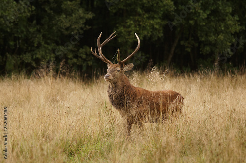 Fototapeta Naklejka Na Ścianę i Meble -  jeleń szlachetny byk