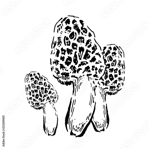 Morel mushrooms. Hand drawn vintage vector illustration on white background