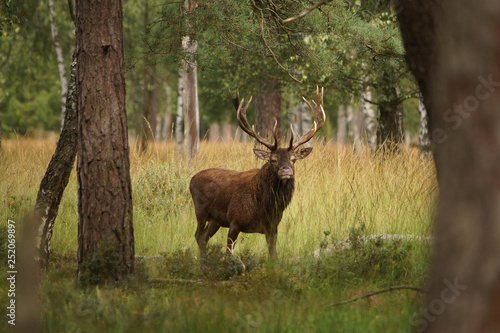 Fototapeta Naklejka Na Ścianę i Meble -  jeleń szlachetny byk