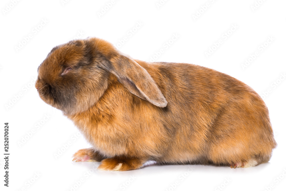 Brown satin rabbit on white background Brown satin rabbit on white background
