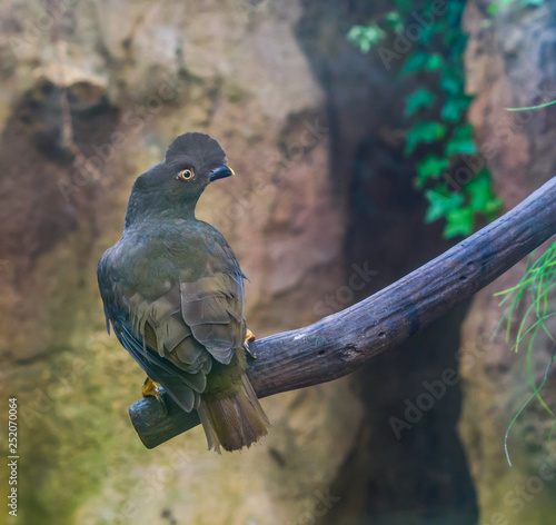 Фотография Female guianan cock of the rock sitting on a branch, crested tropical bird from