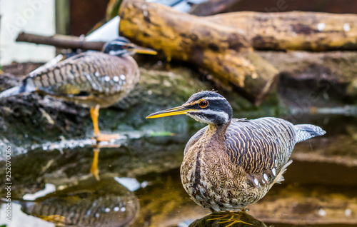 Sunbittern bird standing in the water, tropical birds from the amazon basin of America photo