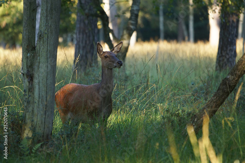 Fototapeta Naklejka Na Ścianę i Meble -  jeleń szlachetny byk