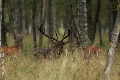 Fototapeta Naklejka Na Ścianę i Meble -  jeleń szlachetny byk
