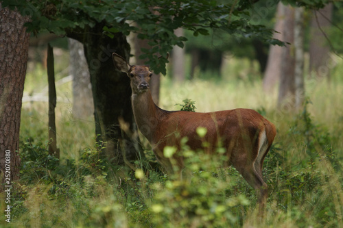 Fototapeta Naklejka Na Ścianę i Meble -  jeleń szlachetny byk