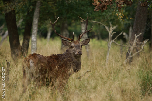 Fototapeta Naklejka Na Ścianę i Meble -  jeleń szlachetny byk