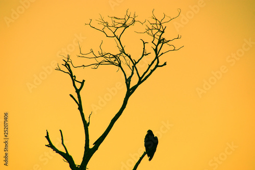 silhouette of eagles sitting on a dried tree at dawn