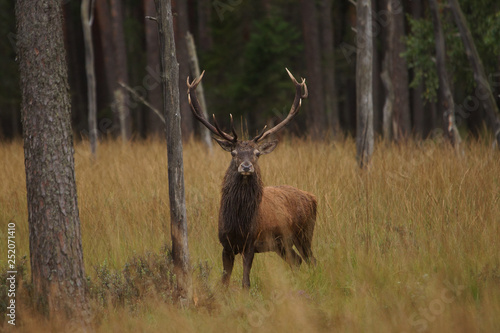 Fototapeta Naklejka Na Ścianę i Meble -  jeleń szlachetny byk