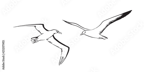 Albatross and sea mew flying. Hand drawn sketch bird. Vector black ink drawing illustration isolated on white background