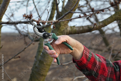 Agriculture, pruning in orchard