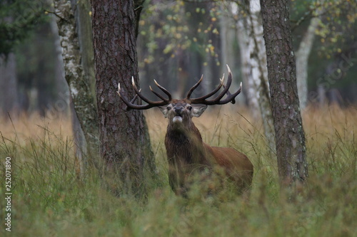 Fototapeta Naklejka Na Ścianę i Meble -  jeleń szlachetny byk