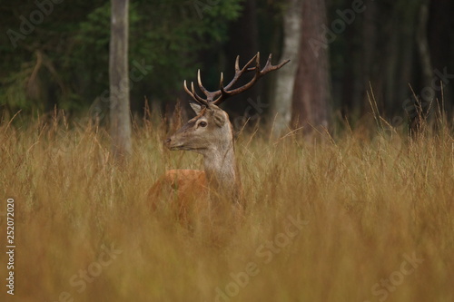 Fototapeta Naklejka Na Ścianę i Meble -  jeleń szlachetny byk
