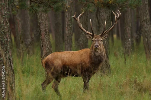 Fototapeta jeleń szlachetny byk