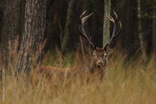 Fototapeta Naklejka Na Ścianę i Meble -  jeleń szlachetny byk