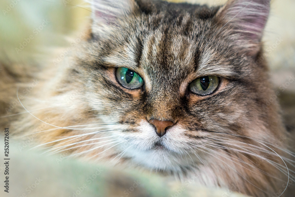 fluffy cat portrait