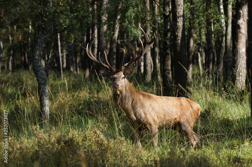 Fototapeta Naklejka Na Ścianę i Meble -  jeleń szlachetny byk