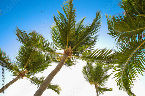 Tropical palm trees and leaves  blue sky and sun lights on background.