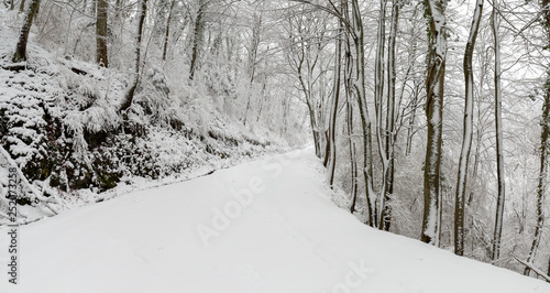 Neige dans la forêt de Saou