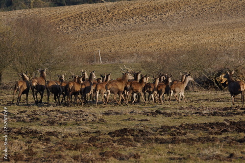 Fototapeta Naklejka Na Ścianę i Meble -  jeleń szlachetny byk