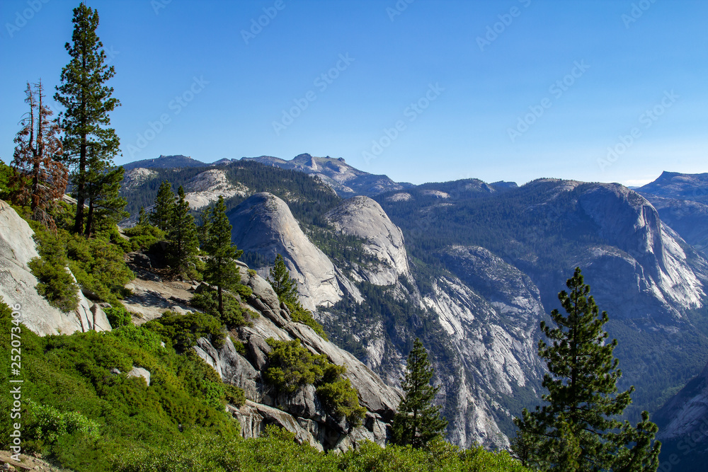 Sequoia tree framed by greenery, mountain and clear blue sky in Sequoia National Park