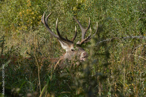 Fototapeta Naklejka Na Ścianę i Meble -  jeleń szlachetny byk