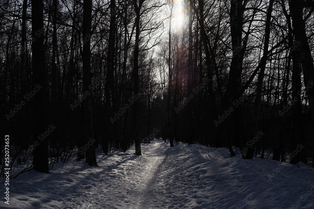 Obraz premium Cold winter forest