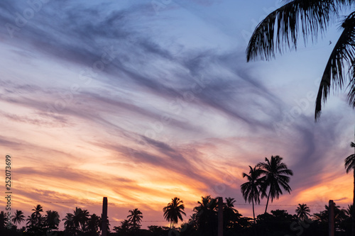 sunset palms tree dusk