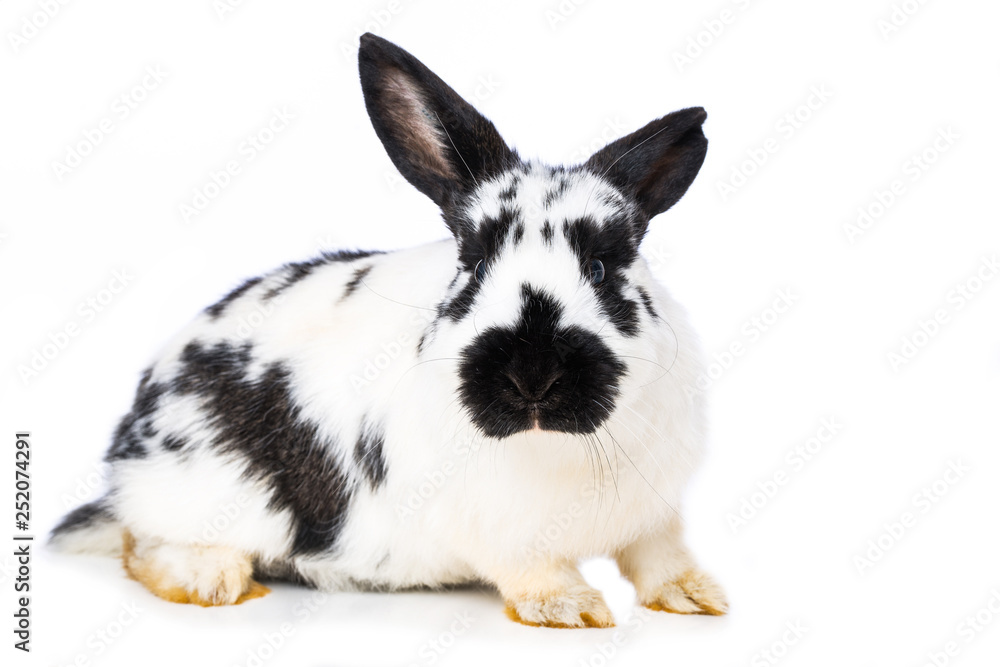German giant rabbit on white background German giant rabbit on white background