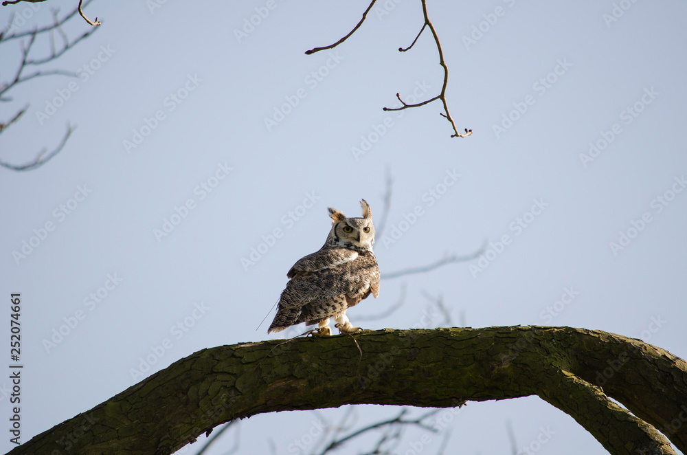 Great horned owl - birds of prey Great horned owl - birds of prey
