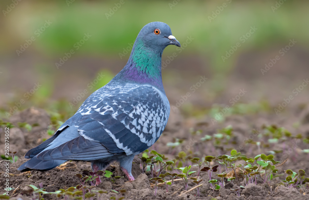 Adult Rock Dove stands and posing straight on the ground in spring field with slightly turned head towards Adult Rock Dove stands and posing straight on the ground in spring field with slightly turned head towards