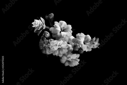 Monochrome bouquet of small white flowers closeup.